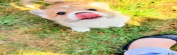 Welsh Corgi Pembroke dogs for sale: Welsh corgi (Pembroke) puppies - Advert 34