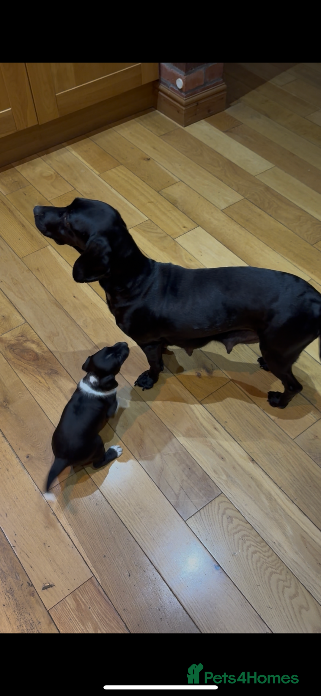 Mixed Breed dogs for sale: Beautiful mixed breed puppy - Image 7