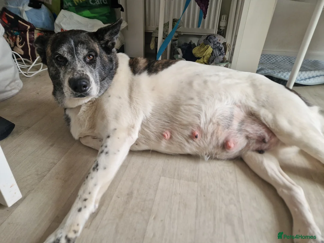 Mixed Breed dogs for sale: Akita × alaskan malamute puppies in Coalville - Advert 2