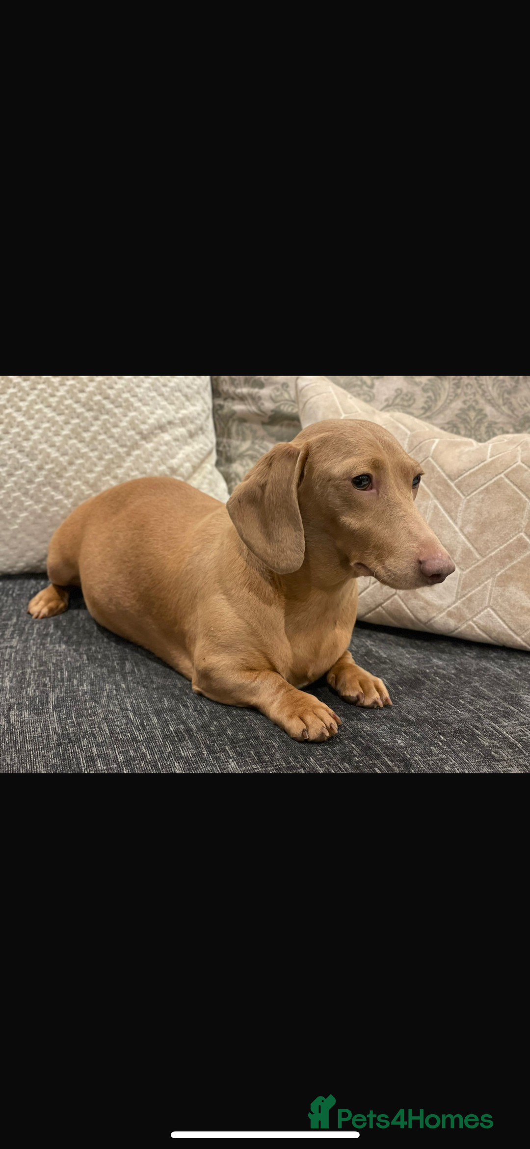 Miniature Dachshund dogs for sale: MINIATURE DACHSHUNDS - Advert 27
