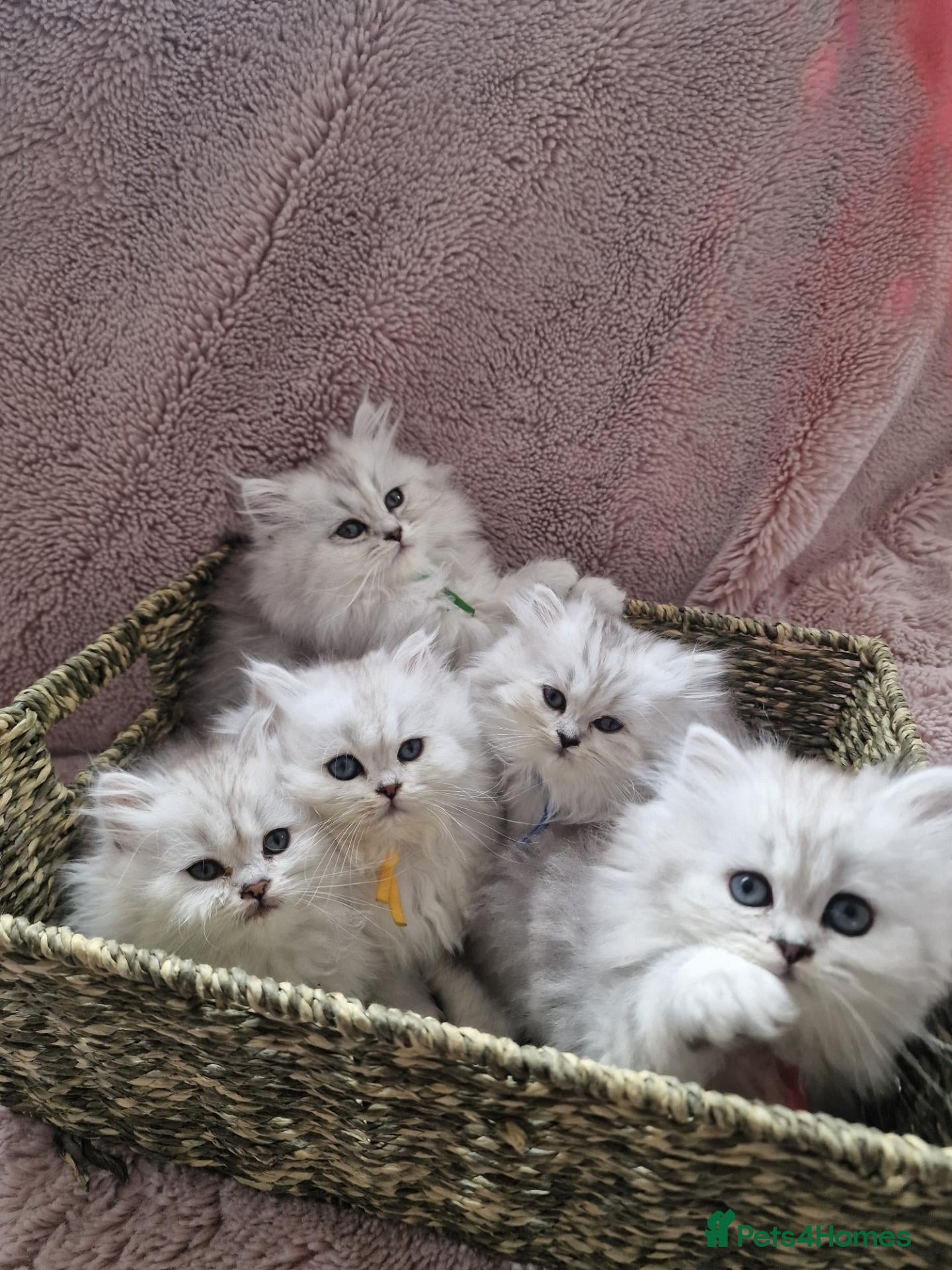 British Longhair cats 5 Beautiful British Longhair white/silver kittens - Advert 1