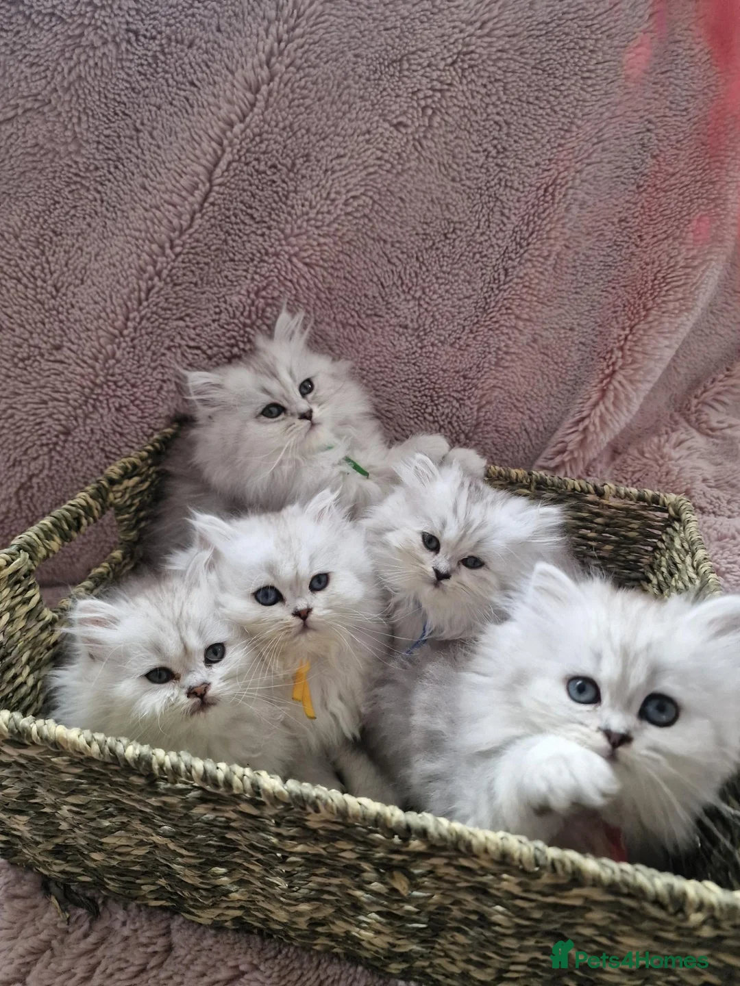 British Longhair cats for sale: 5 Beautiful British Longhair white/silver kittens - Advert 1