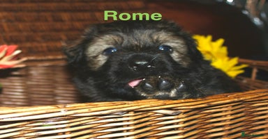 German Shepherd dogs German shepherd puppies  - Advert 4