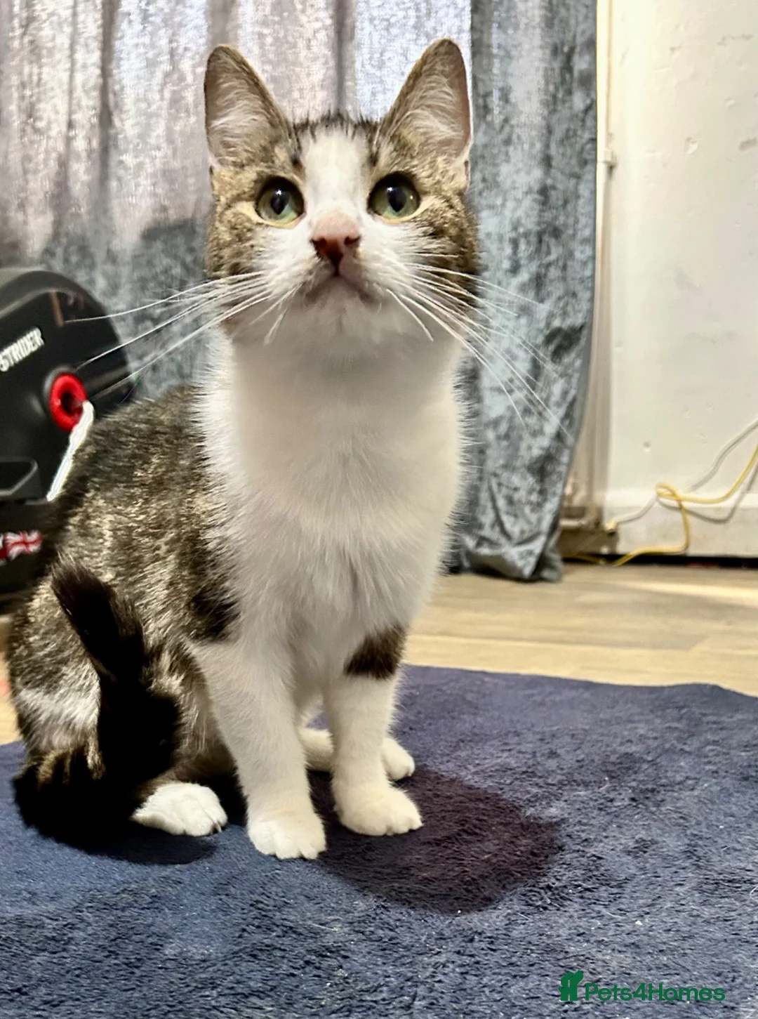 Mixed Breed cats for sale: Female kitten for sale in Leeds - Advert 3
