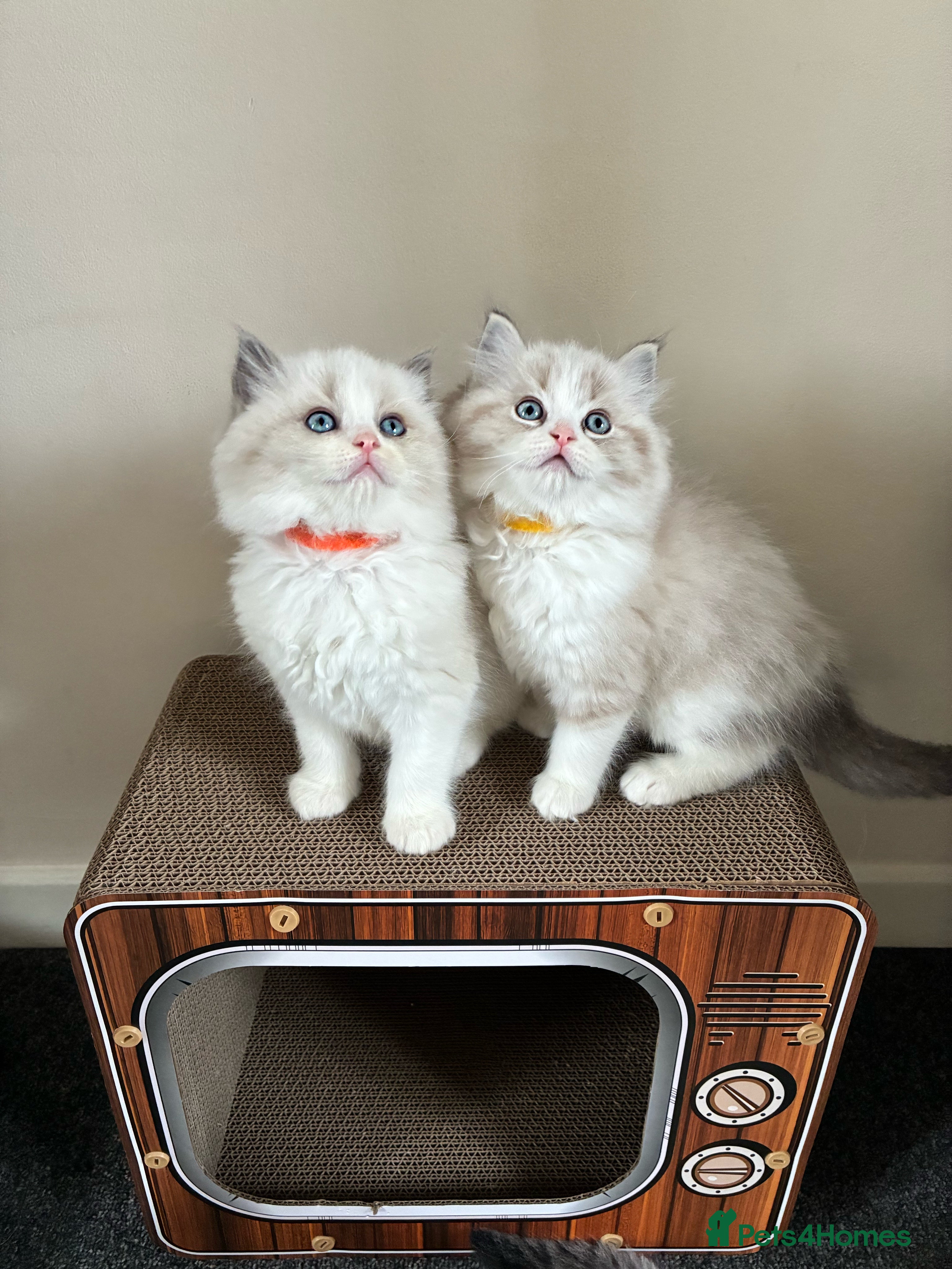 Ragdoll cats Stunning GCCF Bi-color Ragdoll Kittens - Advert 18