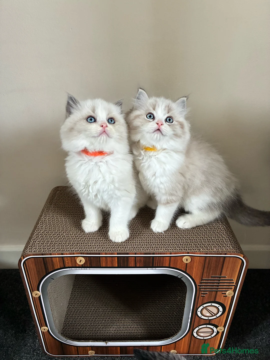 Ragdoll cats for sale: Stunning GCCF Bi-color Ragdoll Kittens - Advert 1