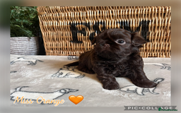Shih Tzu dogs for sale: Stunning KC chocolate imperial Shihtzu puppies - Image 17