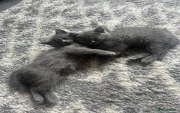 British Shorthair cats for sale: Beautiful British short hair kittens  in Manchester - Image 32