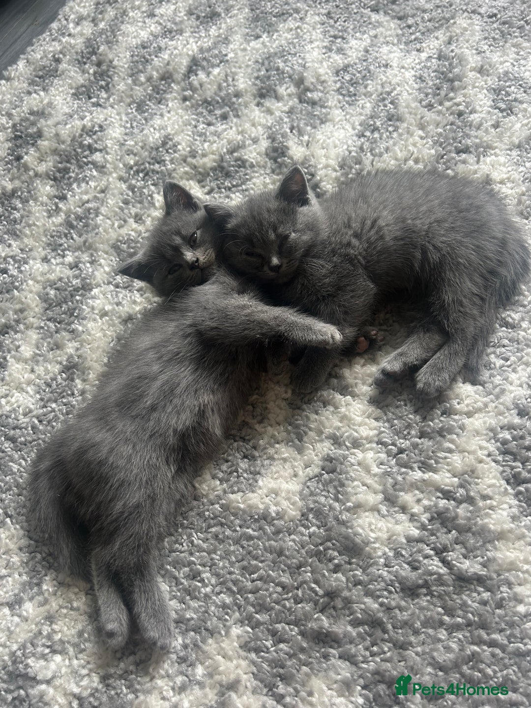 British Shorthair cats for sale: Beautiful British short hair kittens  in Manchester - Image 32