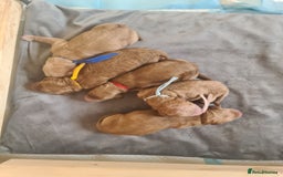 Goldendoodle dogs for sale: 🐾 Adorable Standard Goldendoodle Puppies 🐾 - Image 9