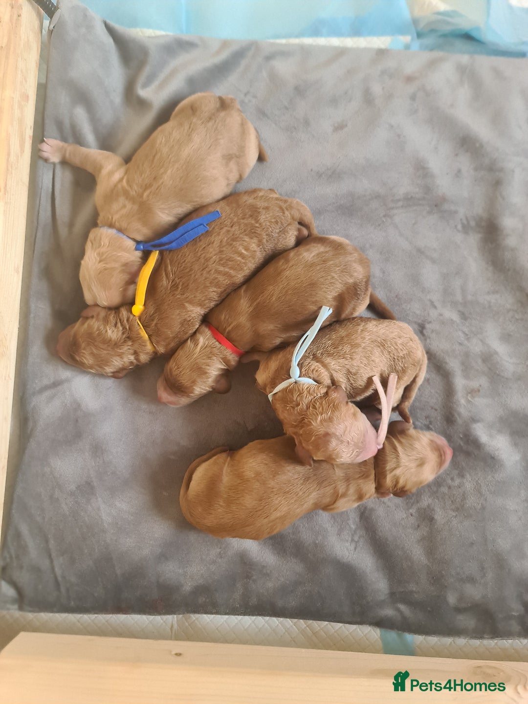 Goldendoodle dogs for sale: 🐾 Adorable Standard Goldendoodle Puppies 🐾 - Image 9