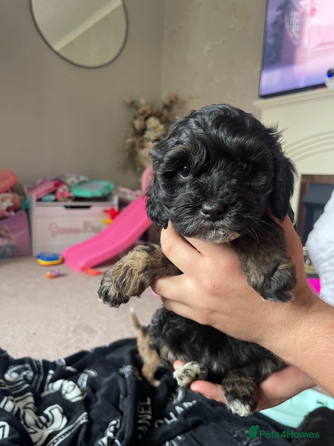 Cockapoo dogs for sale: 4 beautiful F1B Cockapoo puppies  - Image 2