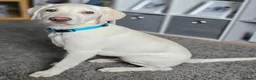 Mixed Breed dogs for sale: 8month old LabPointer  in Alloa - Advert 2