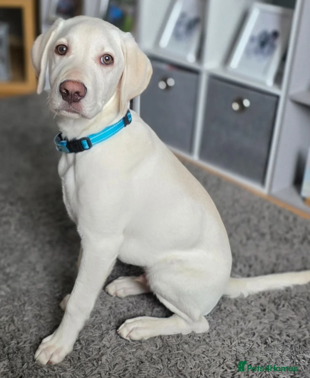 Mixed Breed dogs for sale: 8month old LabPointer  in Alloa - Advert 2