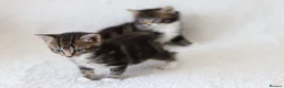 Mixed Breed cats for sale: Meet Our Beautiful Kittens! 🐾 - Advert 19