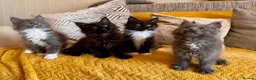 Maine Coon cats for sale: Exceptional TICA Pedigree Maine Coon Kittens - Advert 15