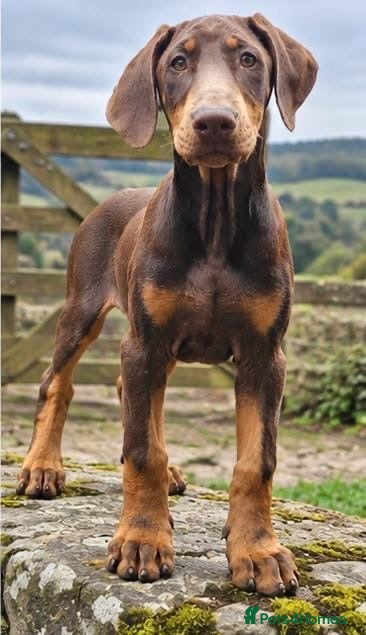 Dobermann dogs 🐾 Top Quality Male & female 🐾  - Advert 1