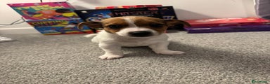 Jack Russell Puppy 1