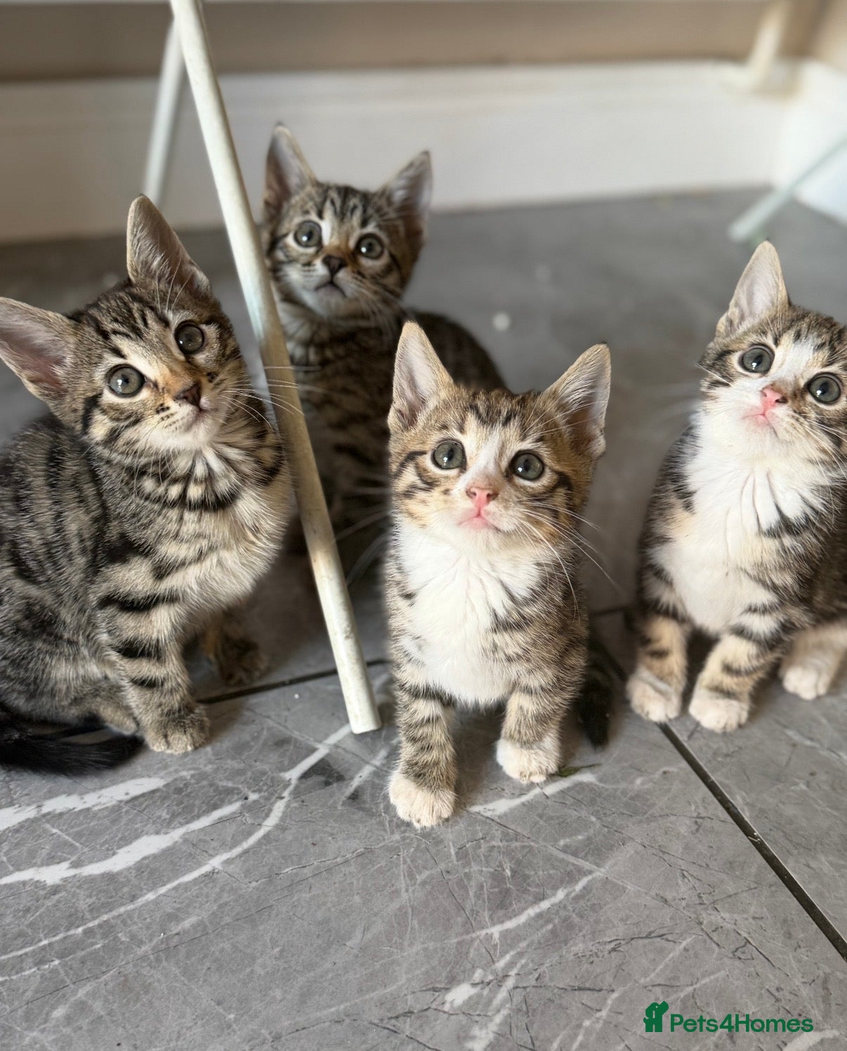 Bengal cats Beautiful Kittens ready for forever homes. - Advert 5