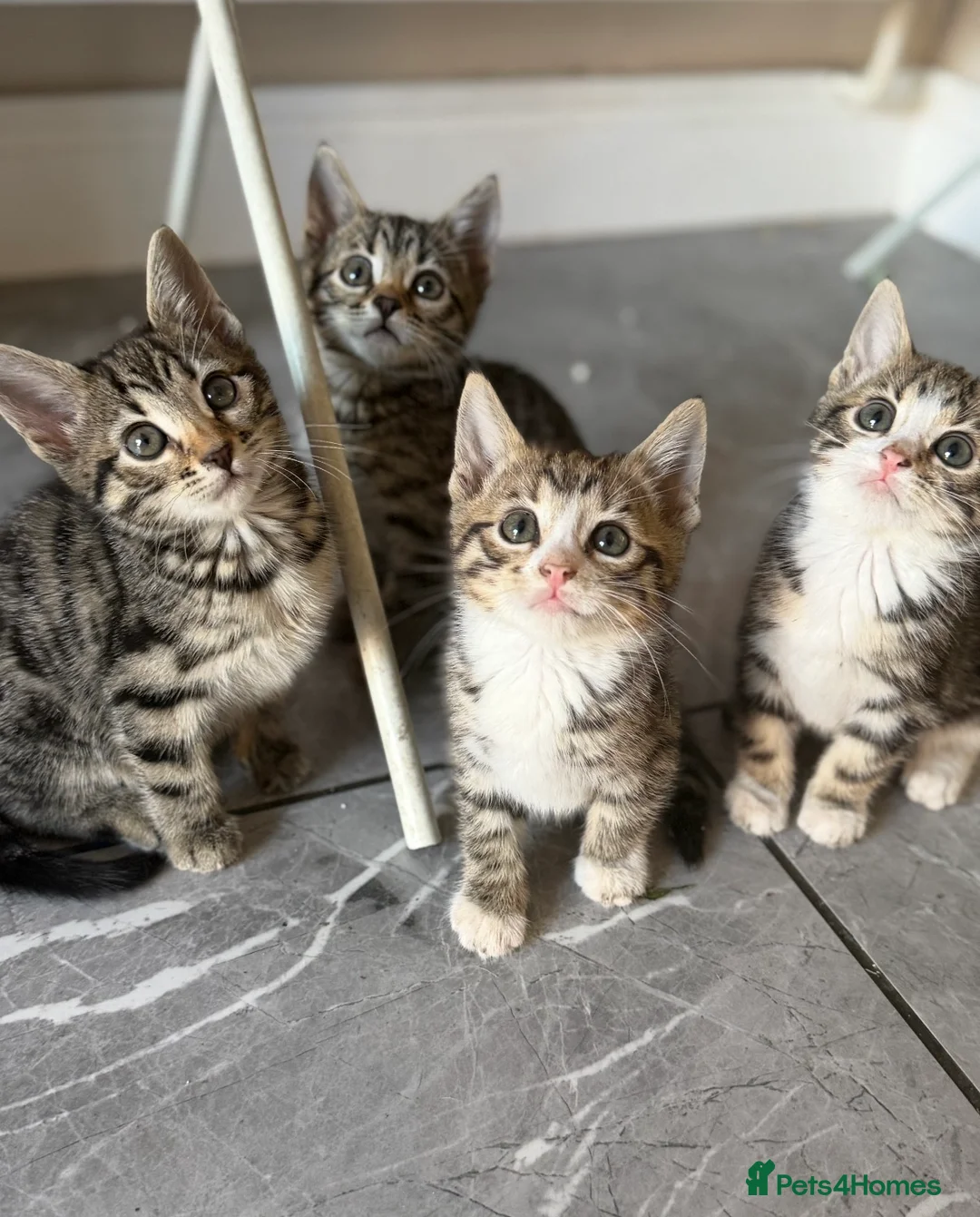 Bengal cats for sale: Beautiful Kittens ready for forever homes. - Advert 1
