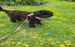 Cavapoo dogs for sale: Cavapoo Puppy for Rehome - Image 4