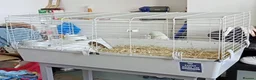 Guinea Pig rodents for sale: Beautiful baby brother guinea pigs  in Dartford - Advert 6