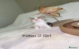 Mixed Breed cats for sale: Kittens 8 weeks old ready now  - Advert 8