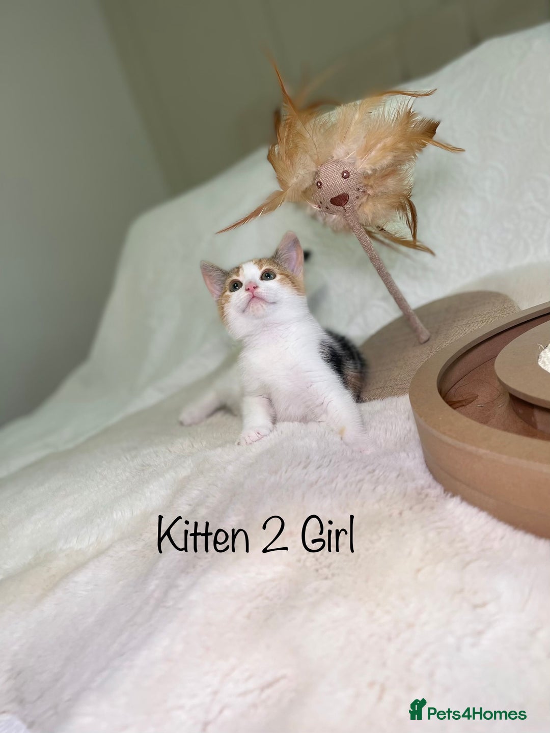 Mixed Breed cats for sale: Kittens 8 weeks old ready now  - Advert 8