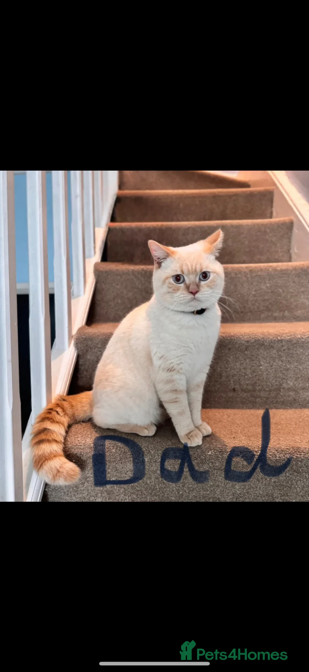 British Shorthair cats for sale: LAST TWO BRITISH SHORTHAIRS LEFT  - Advert 10