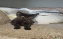 Mixed Breed cats for sale: Male and female kitten for sale  - Image 3