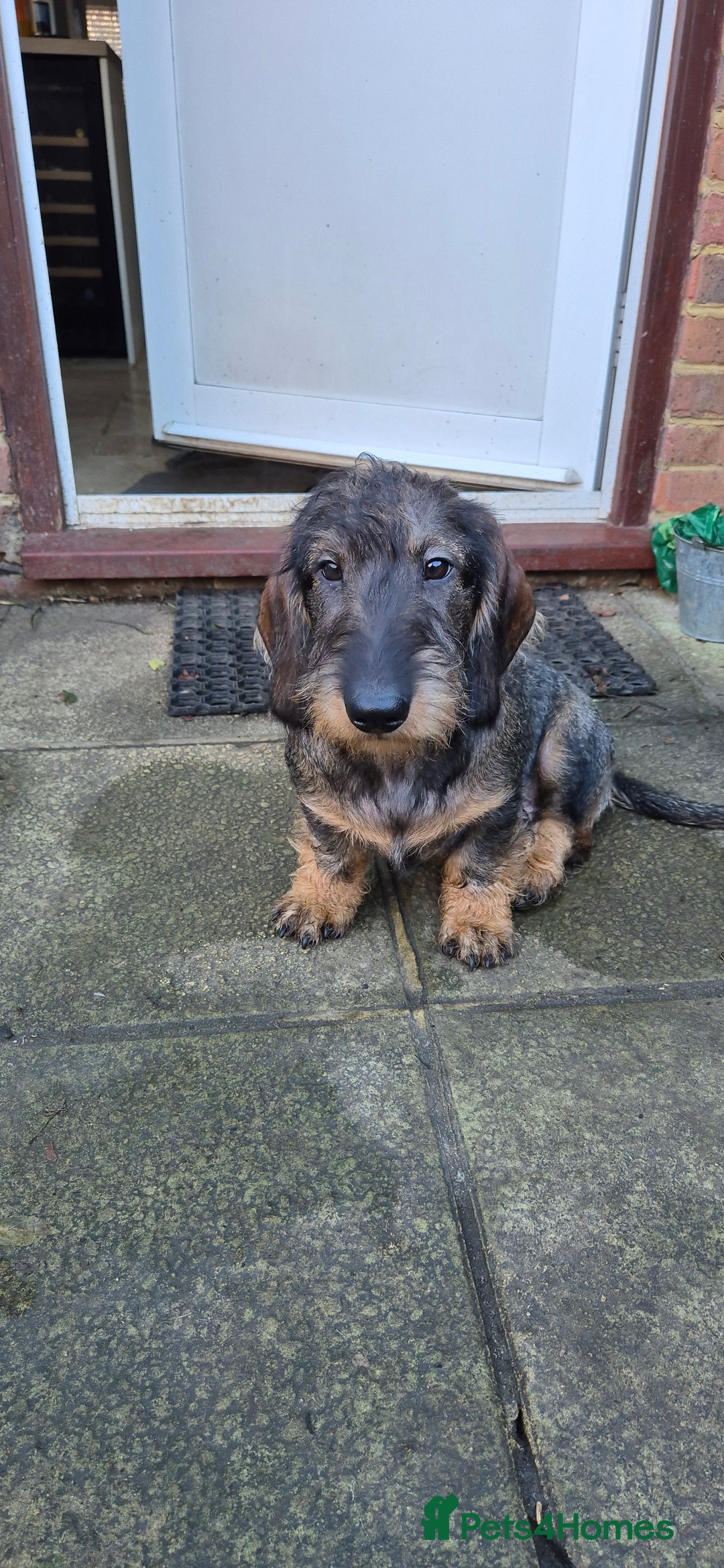 Dachshund dogs for sale: Wirehaired Dachshund puppies - Advert 2