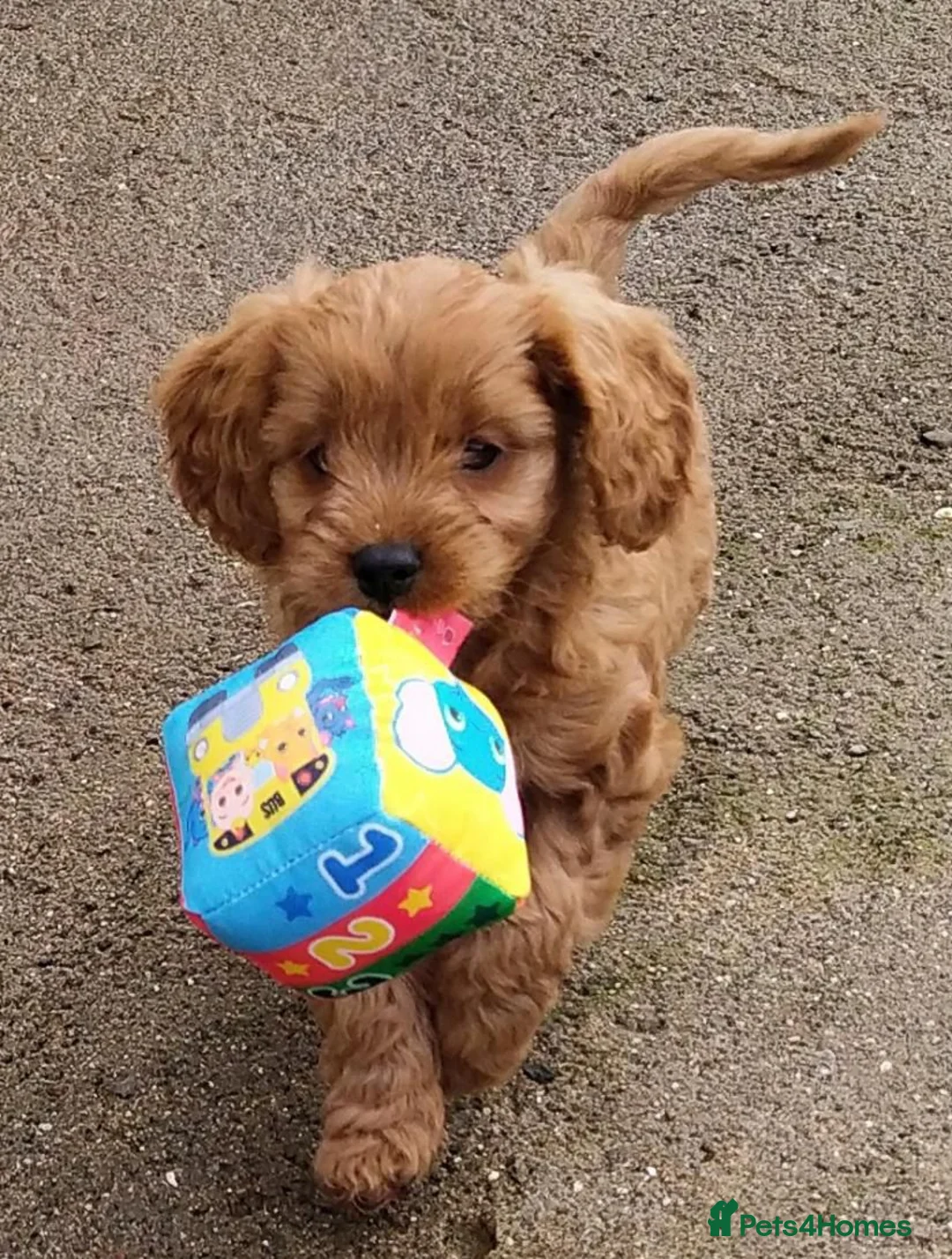 Cavapoo dogs for sale: Beautiful little red cavapoo  in Waltham Cross - Advert 6