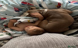 Staffordshire Bull Terrier dogs for sale: With a heavy heart having to rehome beautiful Nova - Image 10