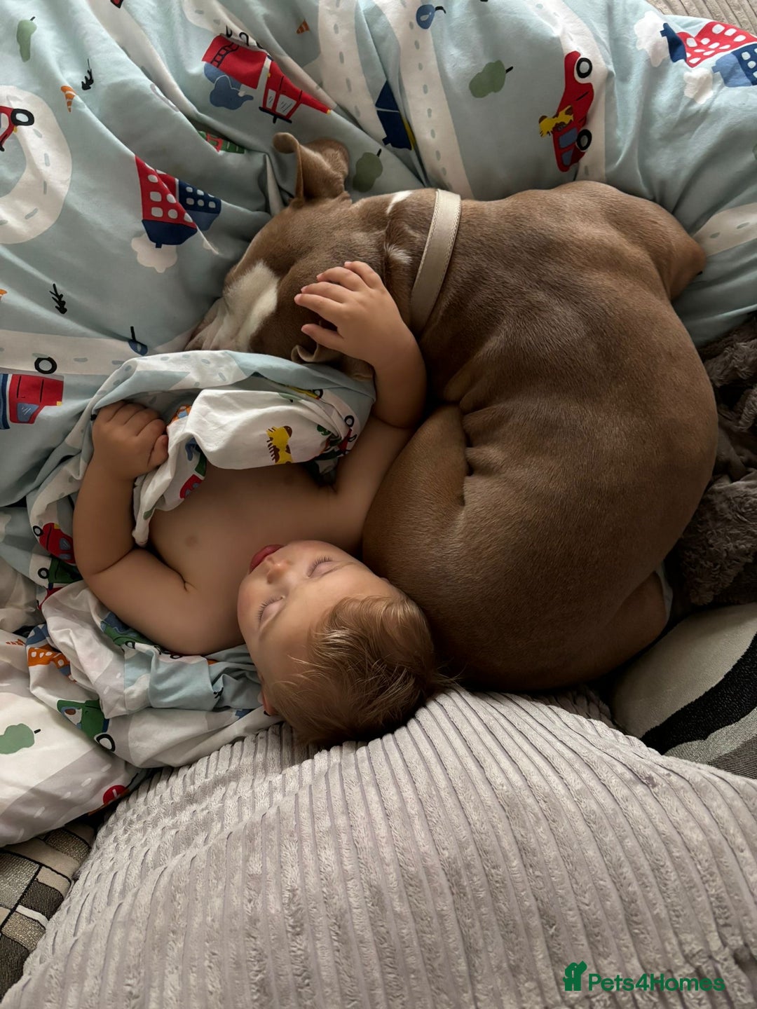 Staffordshire Bull Terrier dogs for sale: With a heavy heart having to rehome beautiful Nova - Image 10