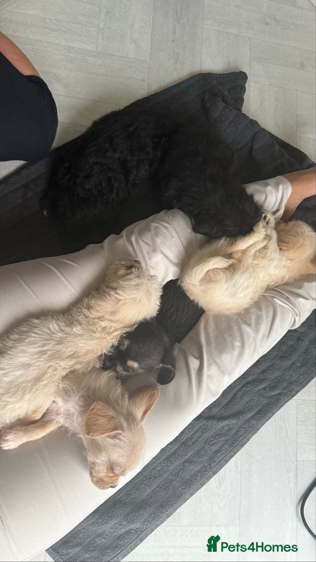 Mixed Breed dogs for sale: 6 fluffy frenchie cross puppies - Image 25