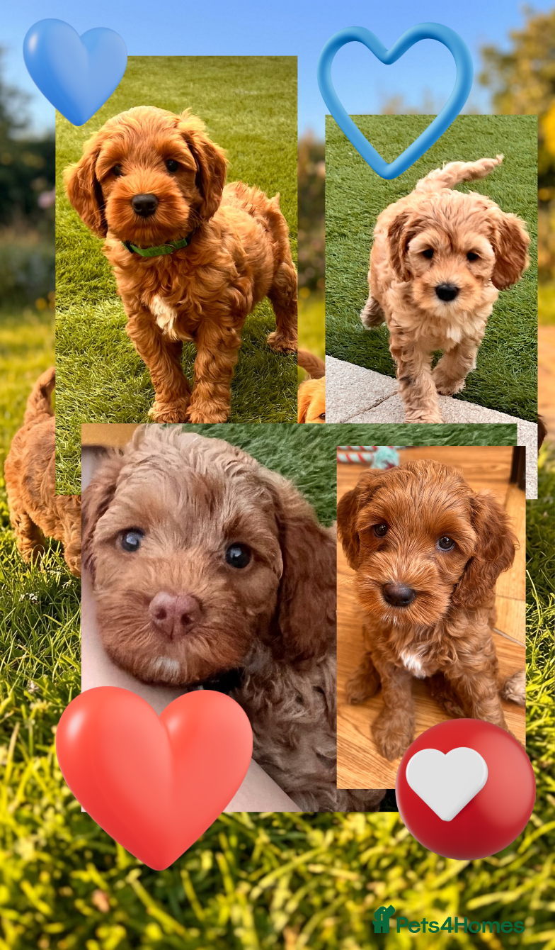 Australian Labradoodle dogs Last minute cancellation💙♥️Australian labradoodle - Advert 10