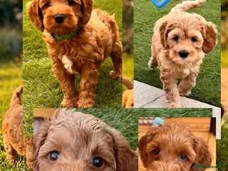 Australian Labradoodle dogs Last minute cancellation💙♥️Australian labradoodle - Advert 10
