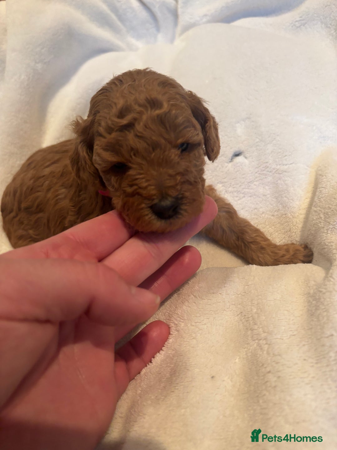 Miniature Poodle dogs for sale: KC Registered red miniature poodles  - Advert 16