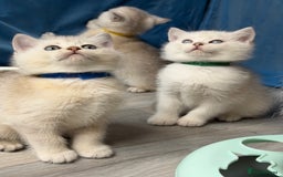 British Shorthair cats for sale: AdorableBritish shorthair silver/golden kitensTICA - Image 11