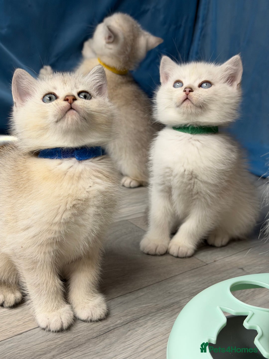 British Shorthair cats for sale: AdorableBritish shorthair silver/golden kitensTICA - Image 11