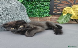 Mixed Breed cats for sale: Scottish Fold Kittens!Rare 🍫chocolate colour🐱 - Image 32