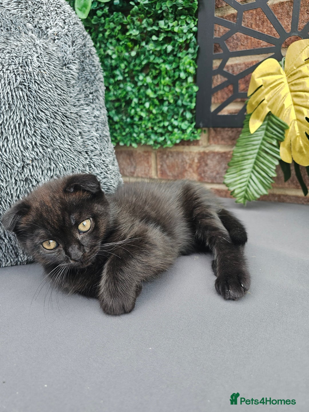 Mixed Breed cats for sale: Scottish Fold Kittens!Rare 🍫chocolate colour🐱 - Image 32