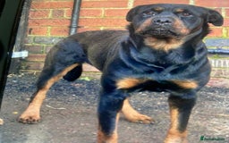 Rottweiler dogs for sale: Rotwailer Girl - Image 7