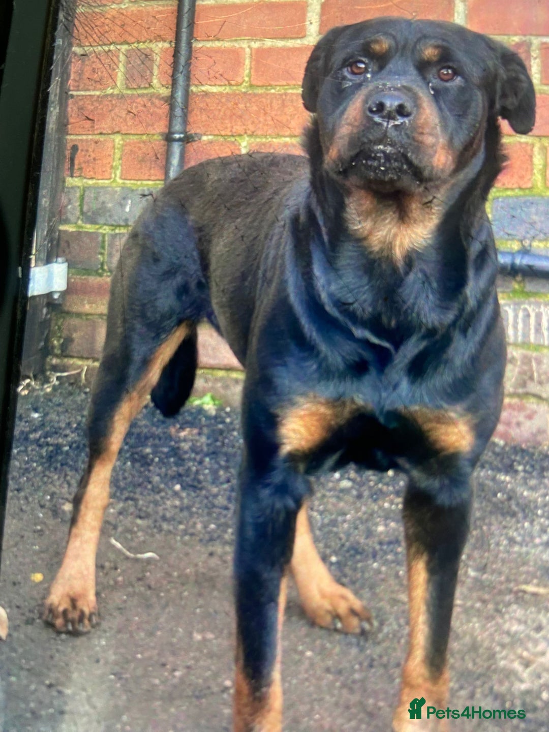 Rottweiler dogs for sale: Rotwailer Girl - Image 7