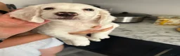 Sprocker dogs for sale: ✨Last white boy ready to Leave!✨Sprocker Spaniels✨ - Advert 13