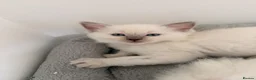 Ragdoll cats for sale: 🩵 GCCF Rare Lilac Male Ragdoll Kittens  - Advert 4