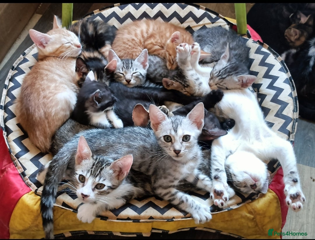 Bengal cats for sale: Bengal Mix Kittens High % Wild Asian Leopard Cat  - Image 29
