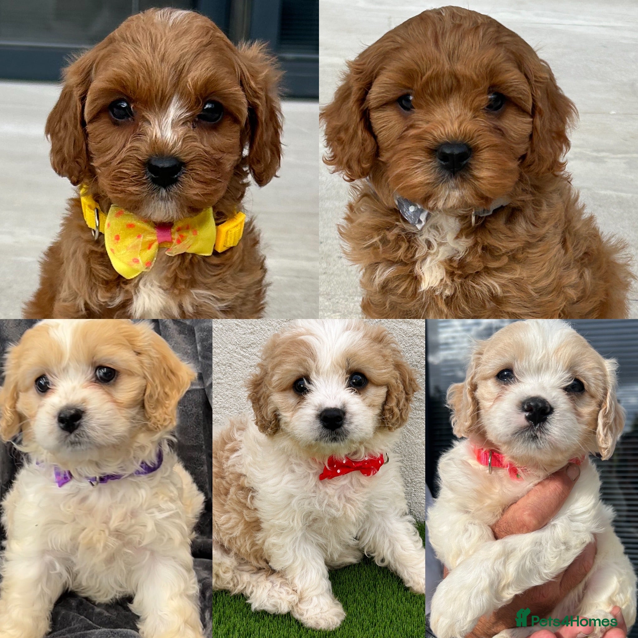 Cavapoo dogs Ready now Ruby Cavapoo pups 1 boy 4 girls  - Advert 1