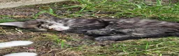 British Longhair cats for sale: Kittens  - Advert 16