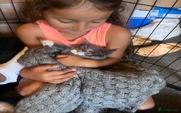 Maine Coon cats for sale: Beautiful Mainecoon kittens - Image 11